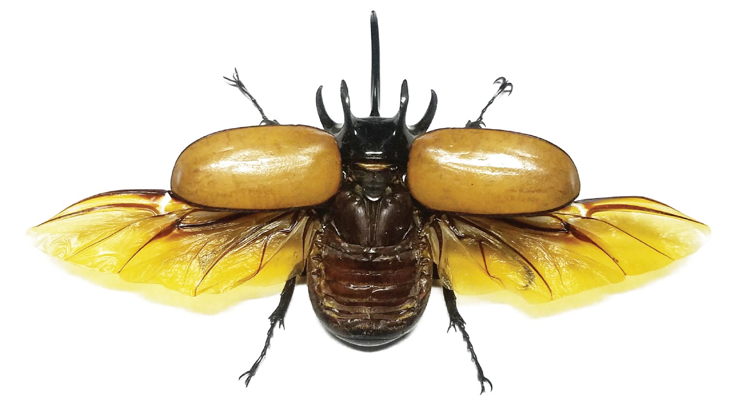 Horned rhinoceros beetles posed for the beetle pinning workshop
